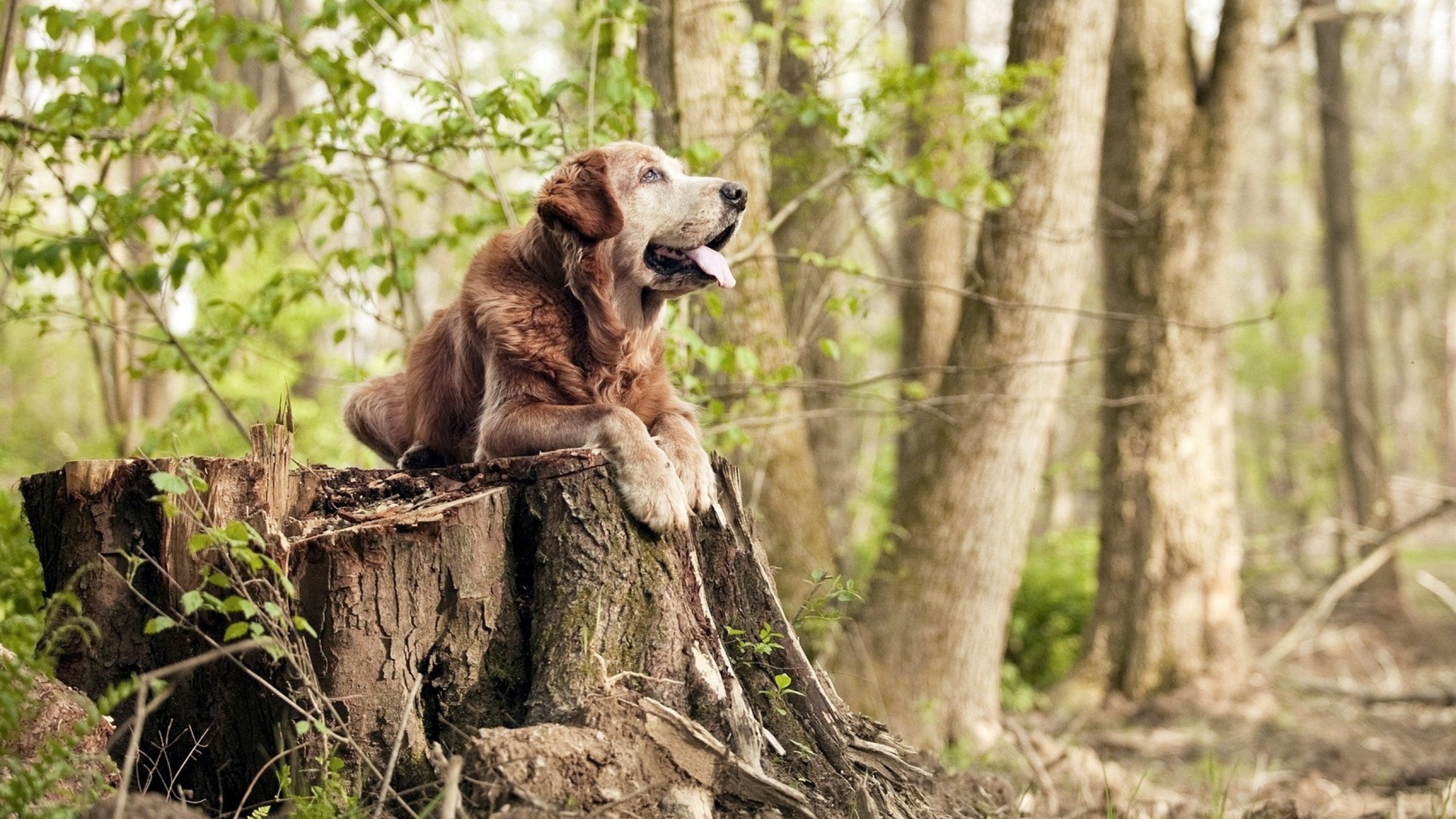 哥斯达黎加制霸曼联，富安健洋末节接管比赛，一场慈善赛的颠覆性盛宴