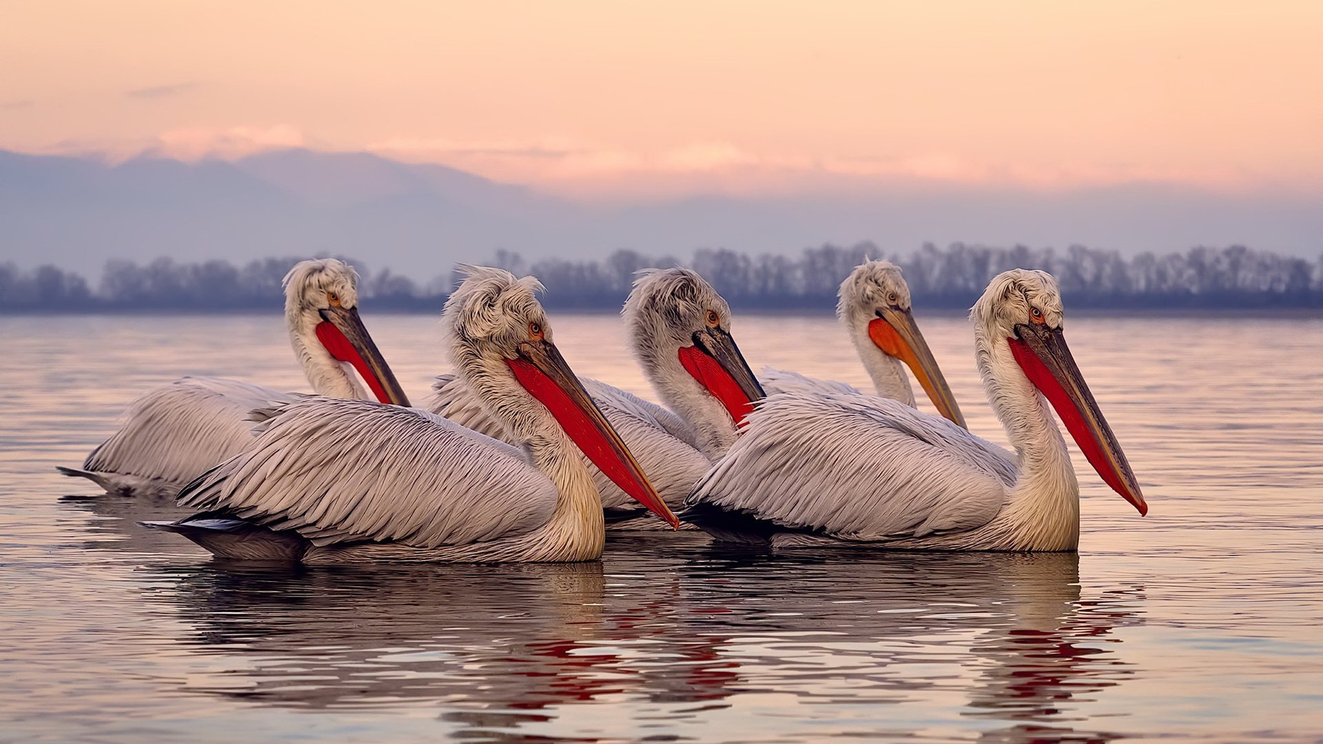 手术刀肢解红狼军团,蒂亚戈稳定输出,贝蒂斯踏平永恒之城