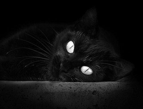 手术刀肢解红狼军团,蒂亚戈稳定输出,贝蒂斯踏平永恒之城