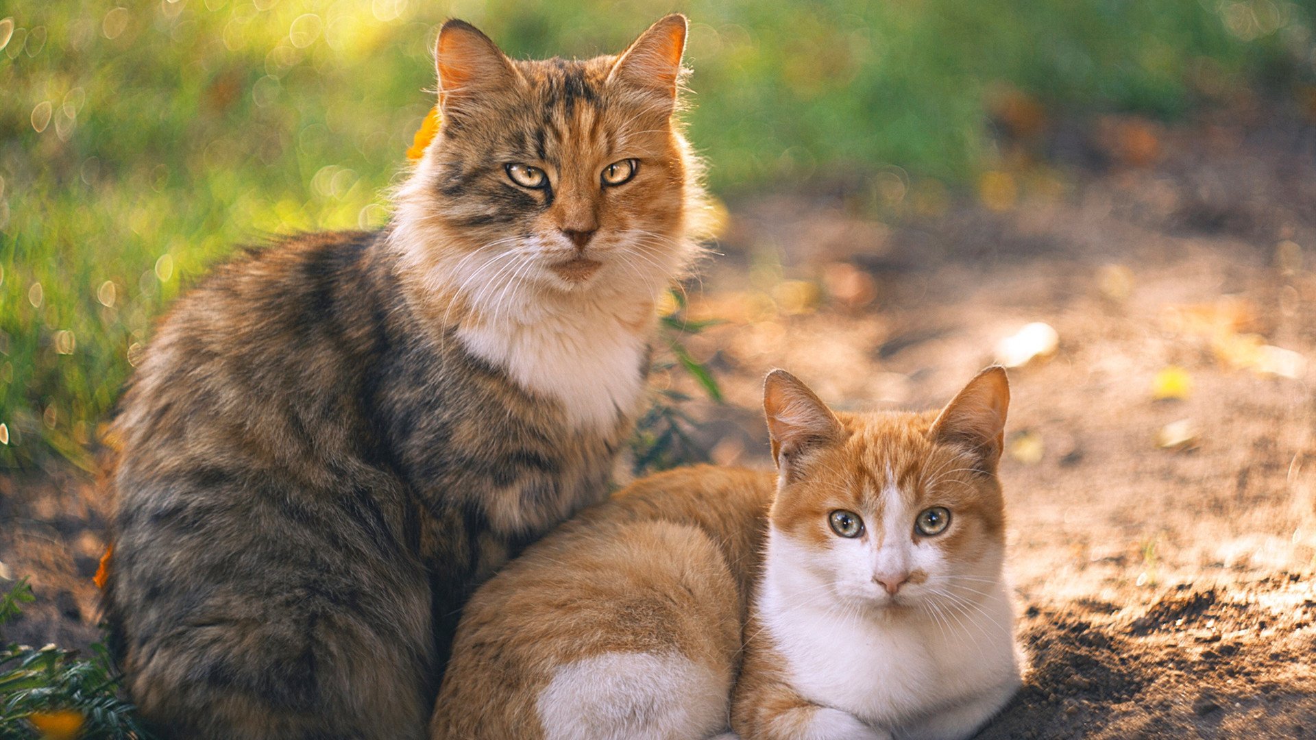 压哨惊雷！猛龙新核拉梅洛绝杀国王，接过关键先生权杖