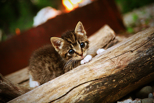 深圳逆转黄蜂背后,当全队都在开盲盒,只有布克是标准答案