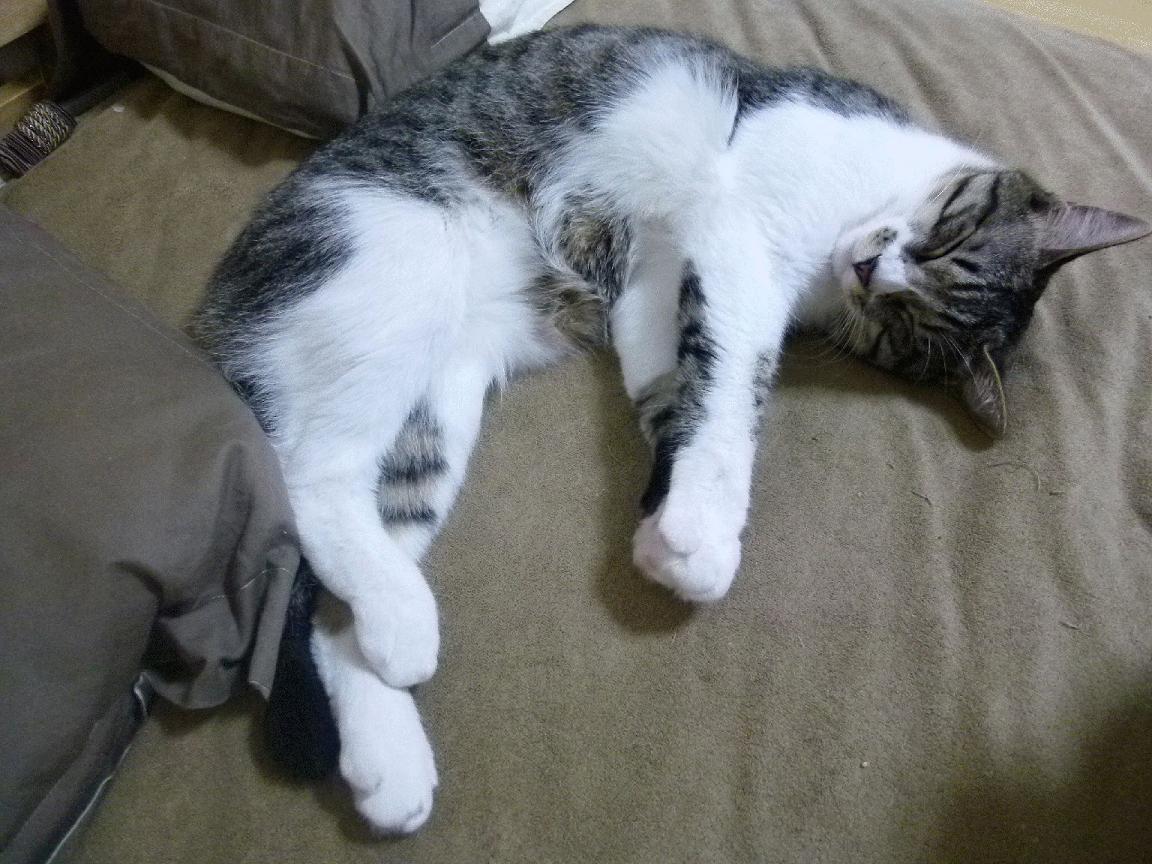 东契奇爆发独行侠奏凯，老鹰苦战擒森林狼