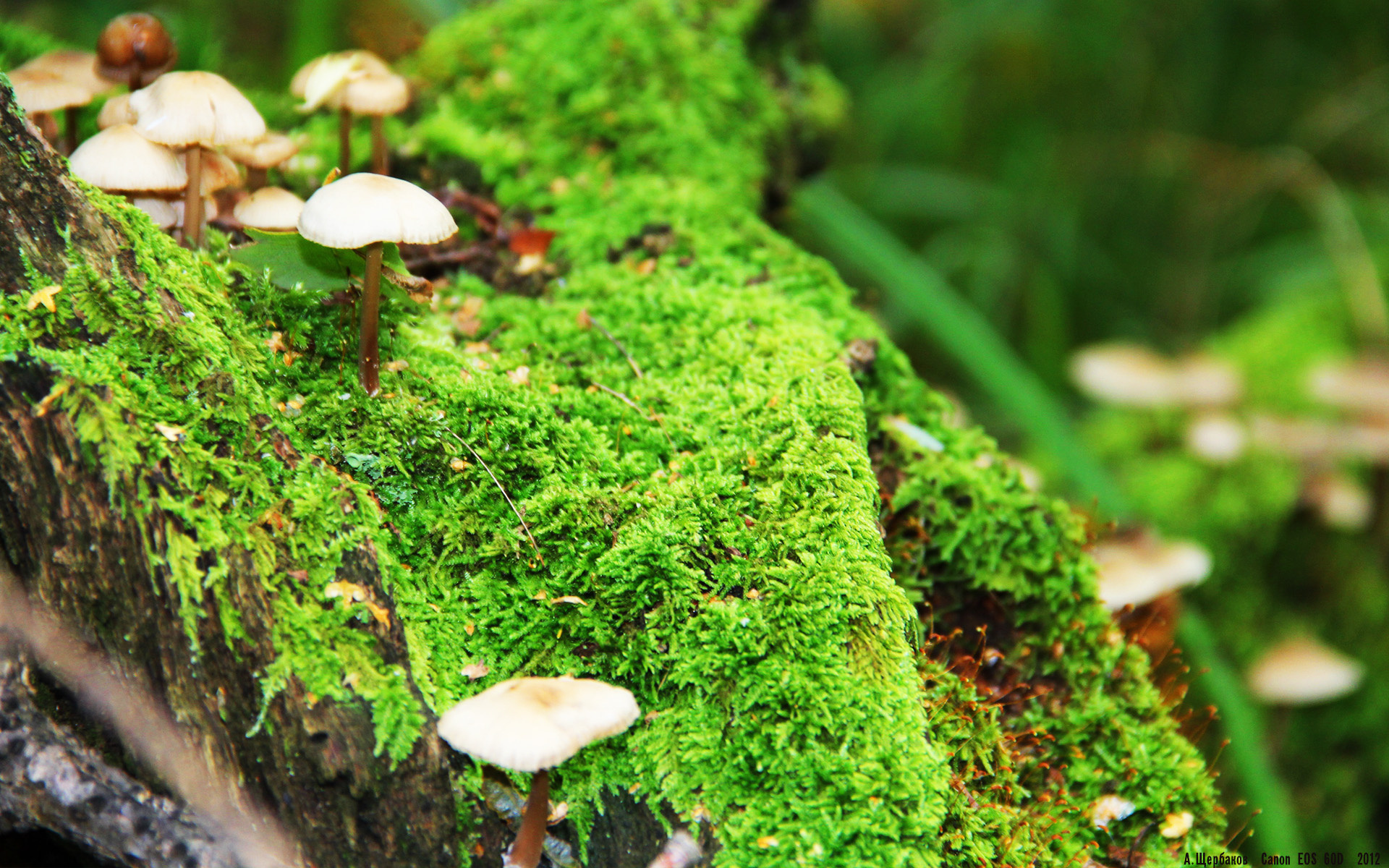 绝境曙光，蒂亚戈导演惊天逆转，雷恩主场荡气回肠擒摩纳哥