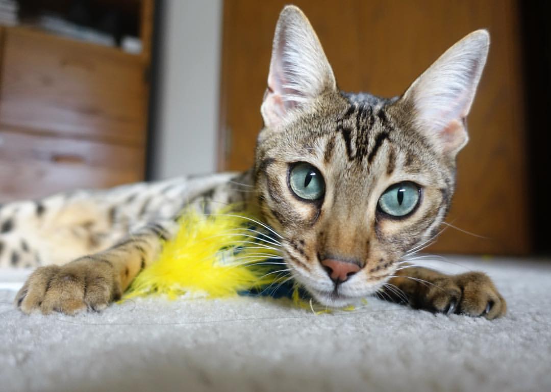 黄喜灿数据全面爆炸，智利对阵皇家社会之战背后的亚洲风暴