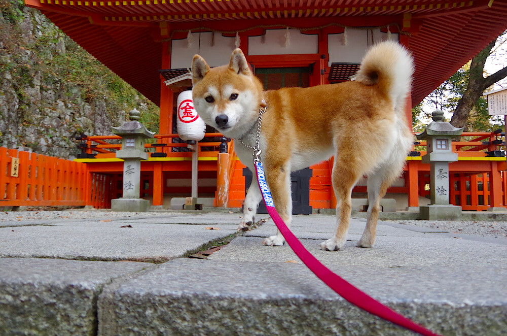 荷兰生死战破咒多特蒙德，莱奥评分拉满演绎封神之战