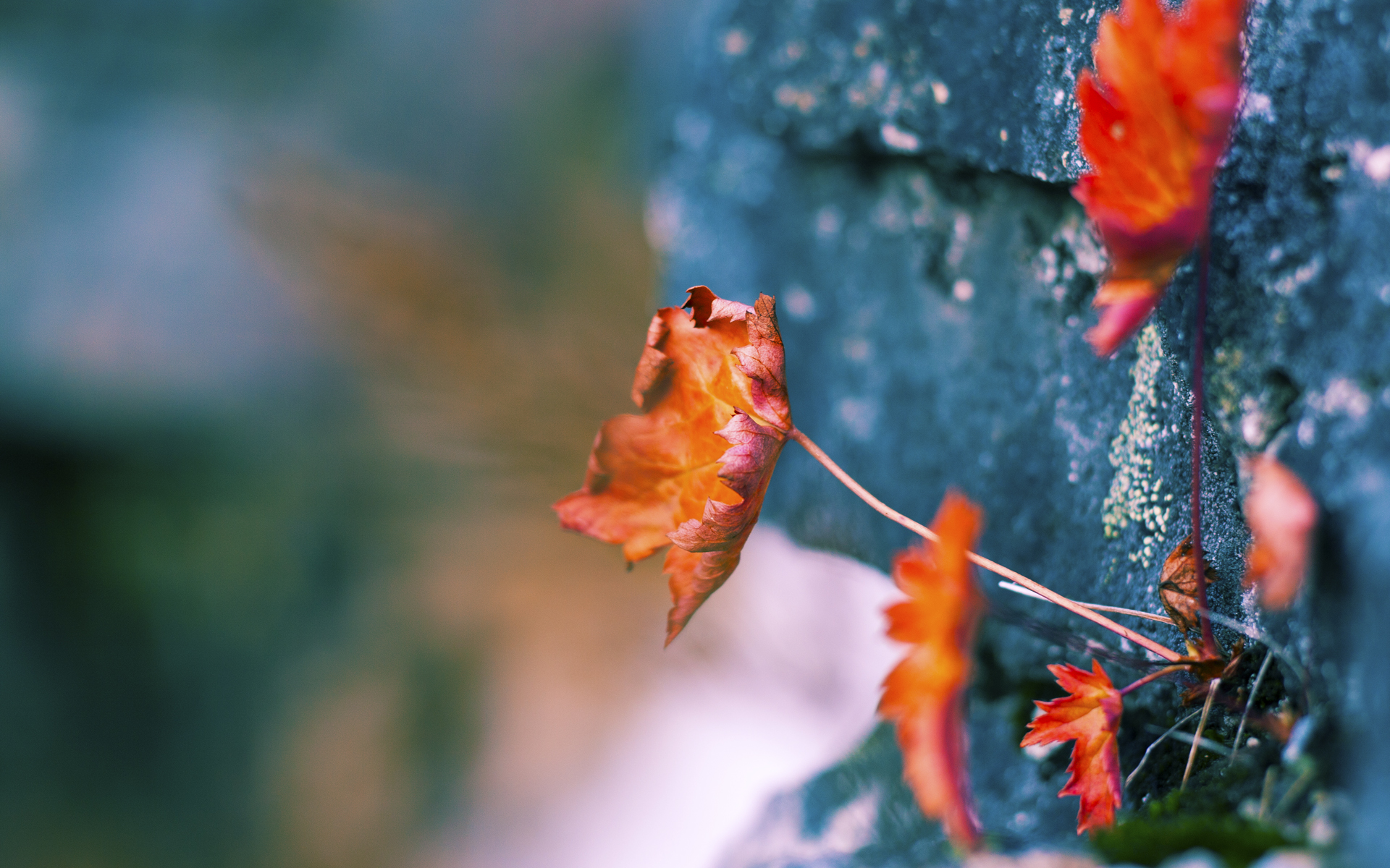 约基奇爆发狂砍三双，猛龙加时险胜吉林队