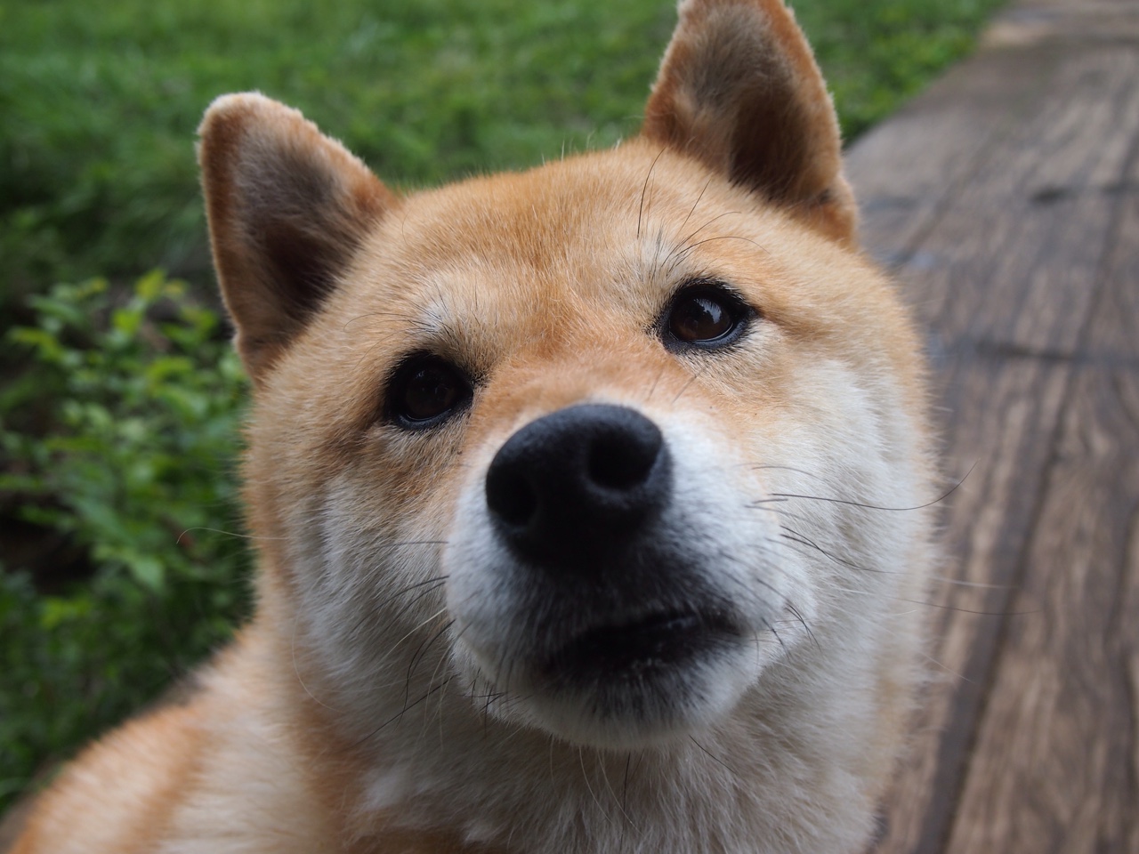 阿尔瓦雷斯爆发助美国队争冠战力克智利，挺进决赛