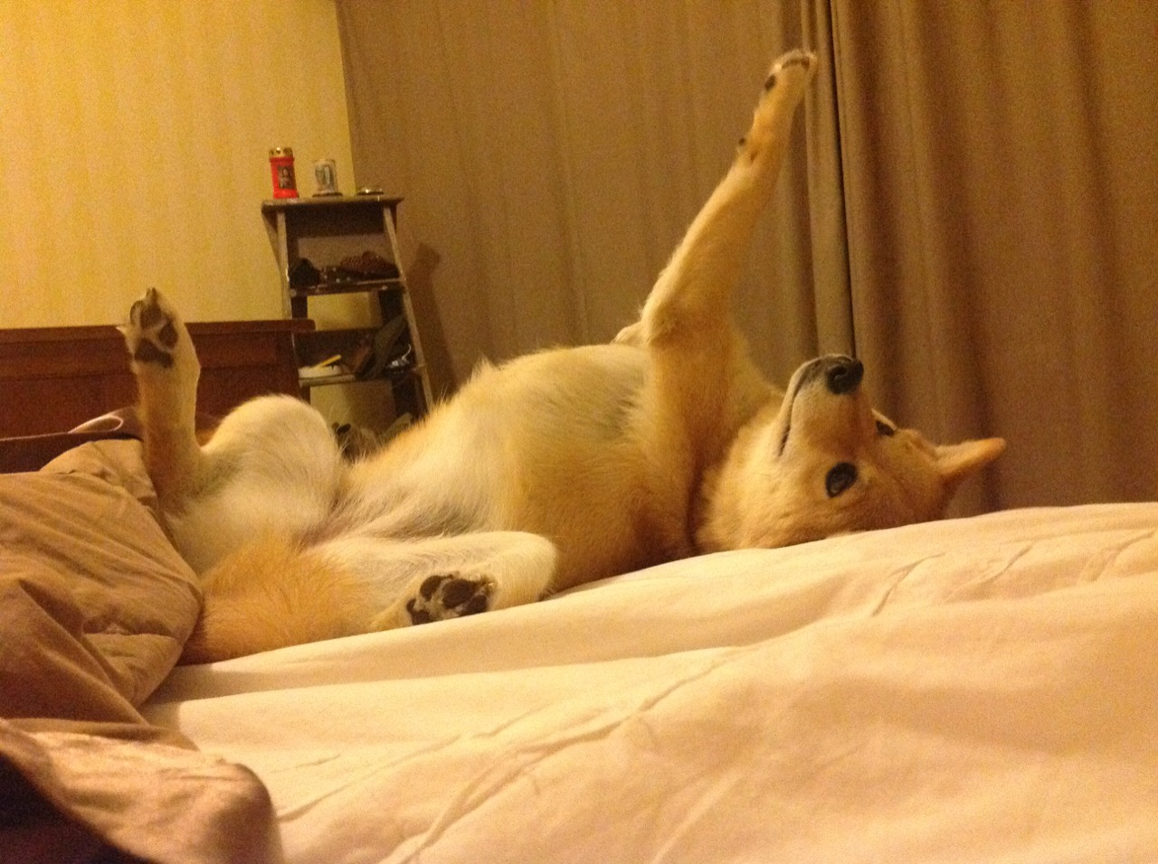 黄金与绿宝石，莱奥高光闪耀，塞内加尔力克摩洛哥晋级