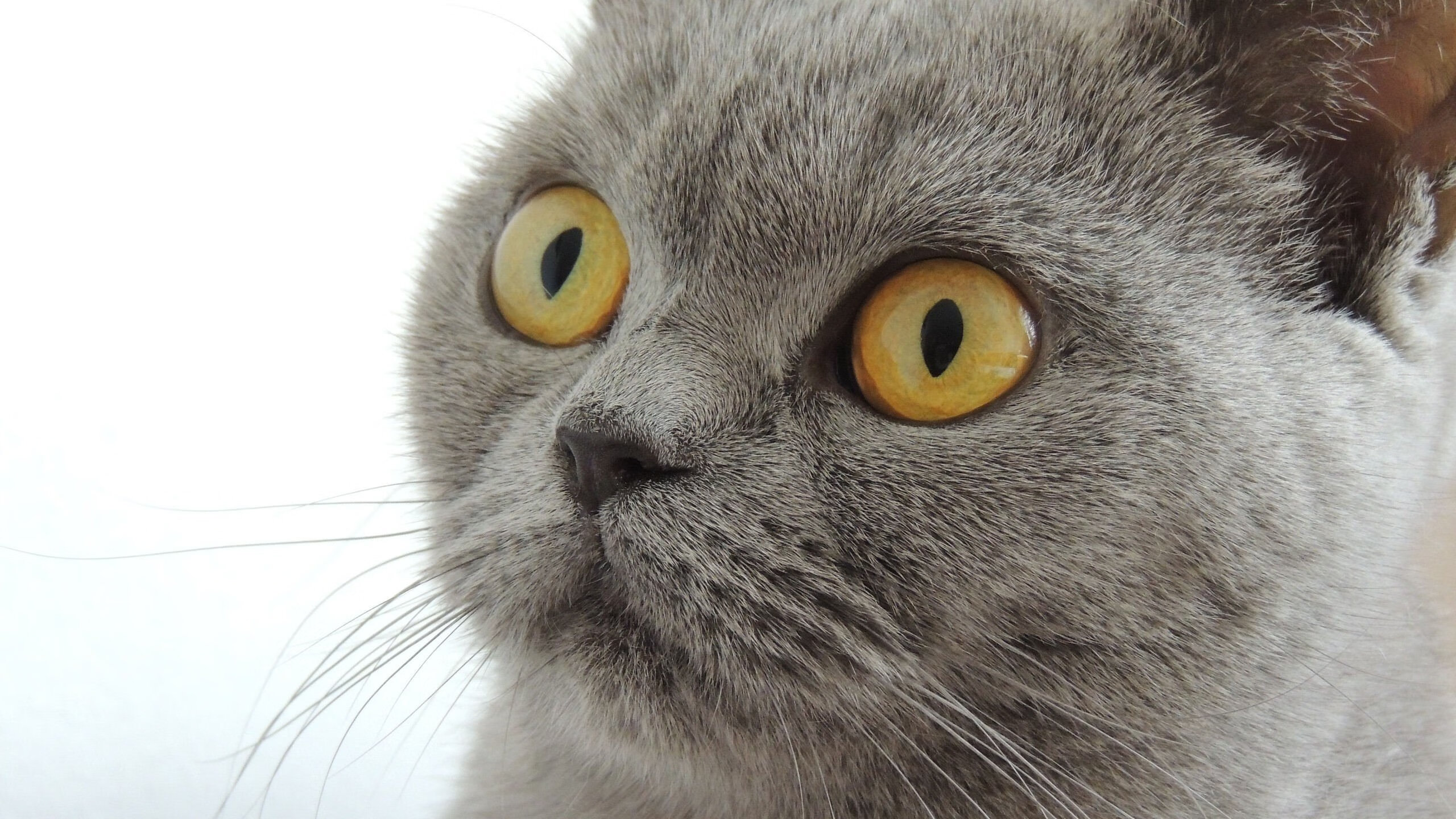 跨界风暴，巴西闪电战皇马，格纳布里NBA总决赛称王