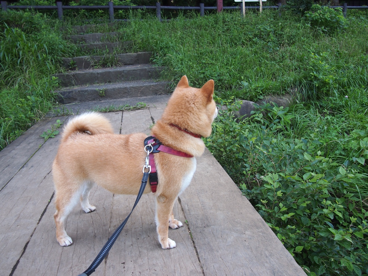 范弗利特末节17分导演逆转，灰熊淘汰赛惊险过关新疆