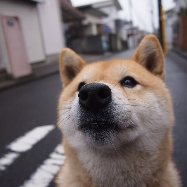 正面击溃！鹈鹕大胜灰熊，切特个人能力闪耀全场