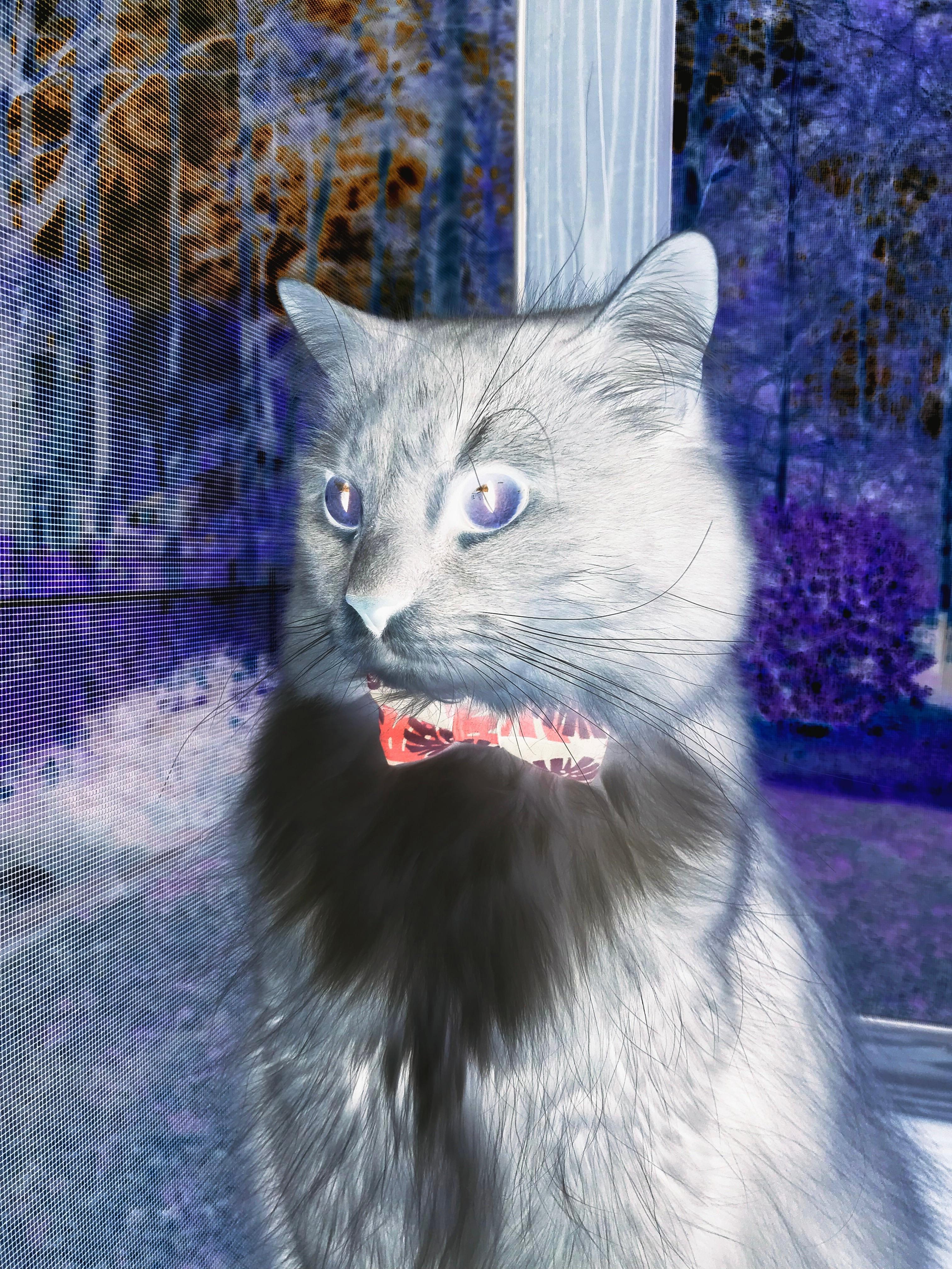 宿命油门与神之一脚，当F1年度争冠夜撞上梅西的满分演出