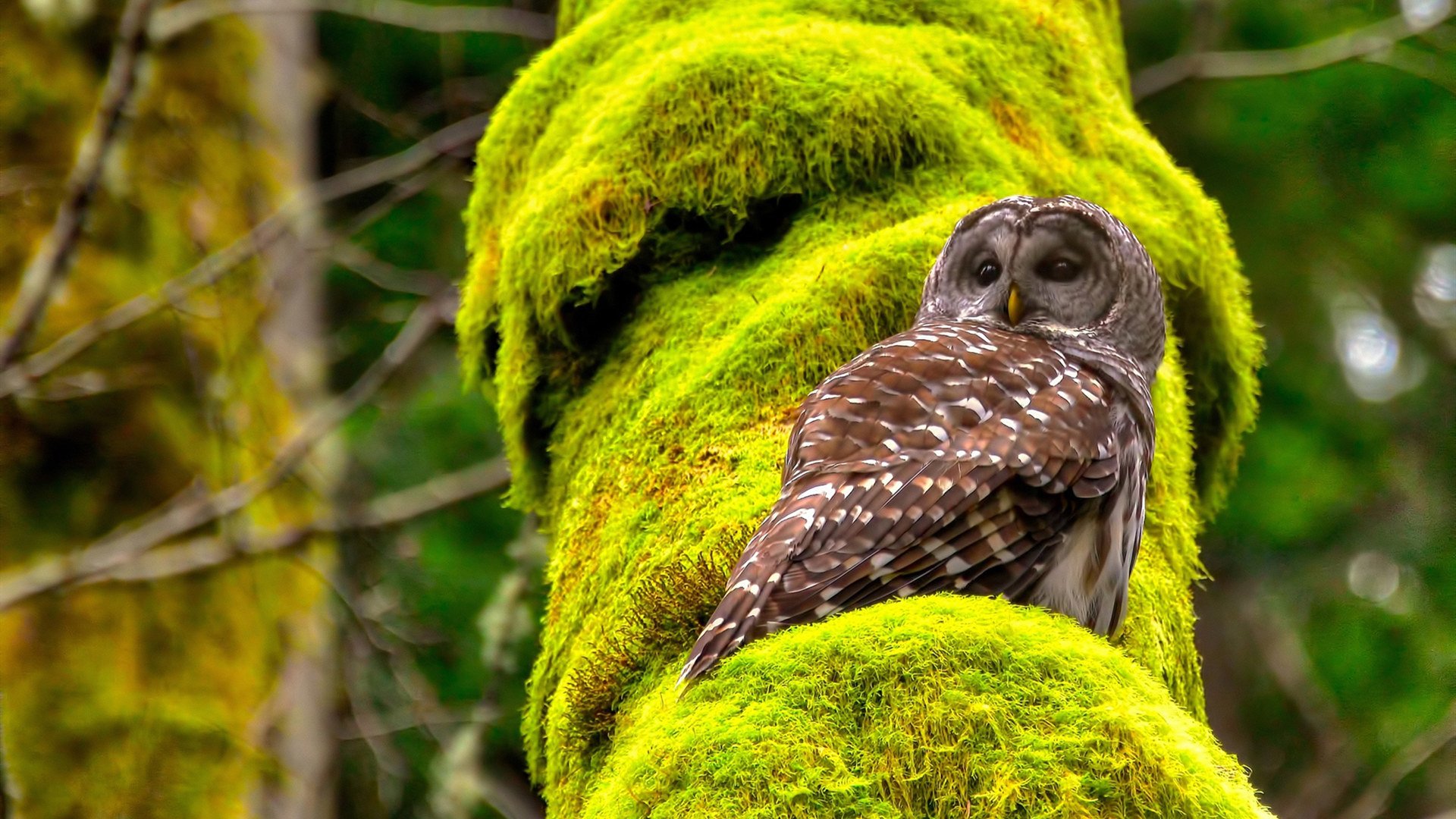 铁壁与雷霆，湖人锁链下的雄鹿之困与东契奇的转换艺术