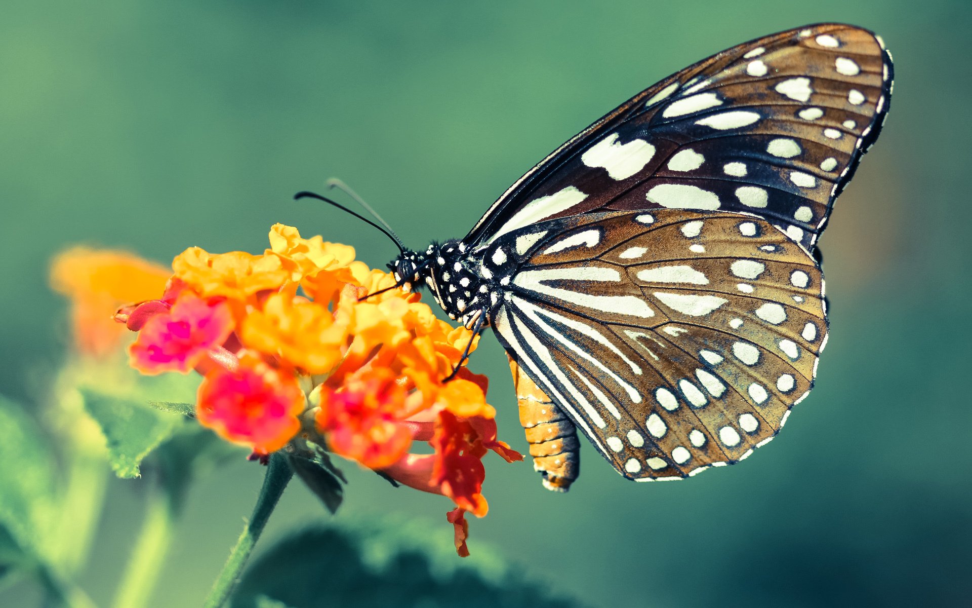 乔治关键球定乾坤,火箭鏖战力克国王显硬仗本色