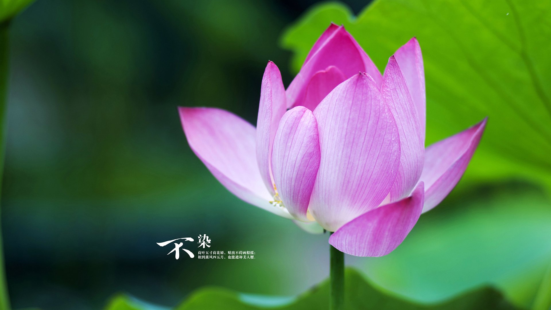 绝境狂飙！杰伦·格林如手术刀撕裂僵局，深圳队上演惊天逆袭