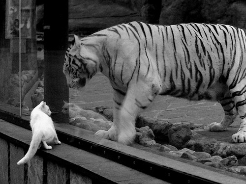 南美狂飙撕裂伯纳乌夜空,当委内瑞拉的野性基因敲打皇马的精密机器