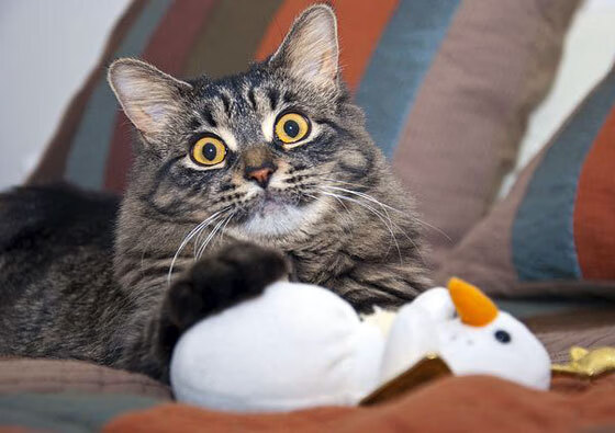 末节风暴！詹姆斯强行接管，猛龙加时险胜广东队