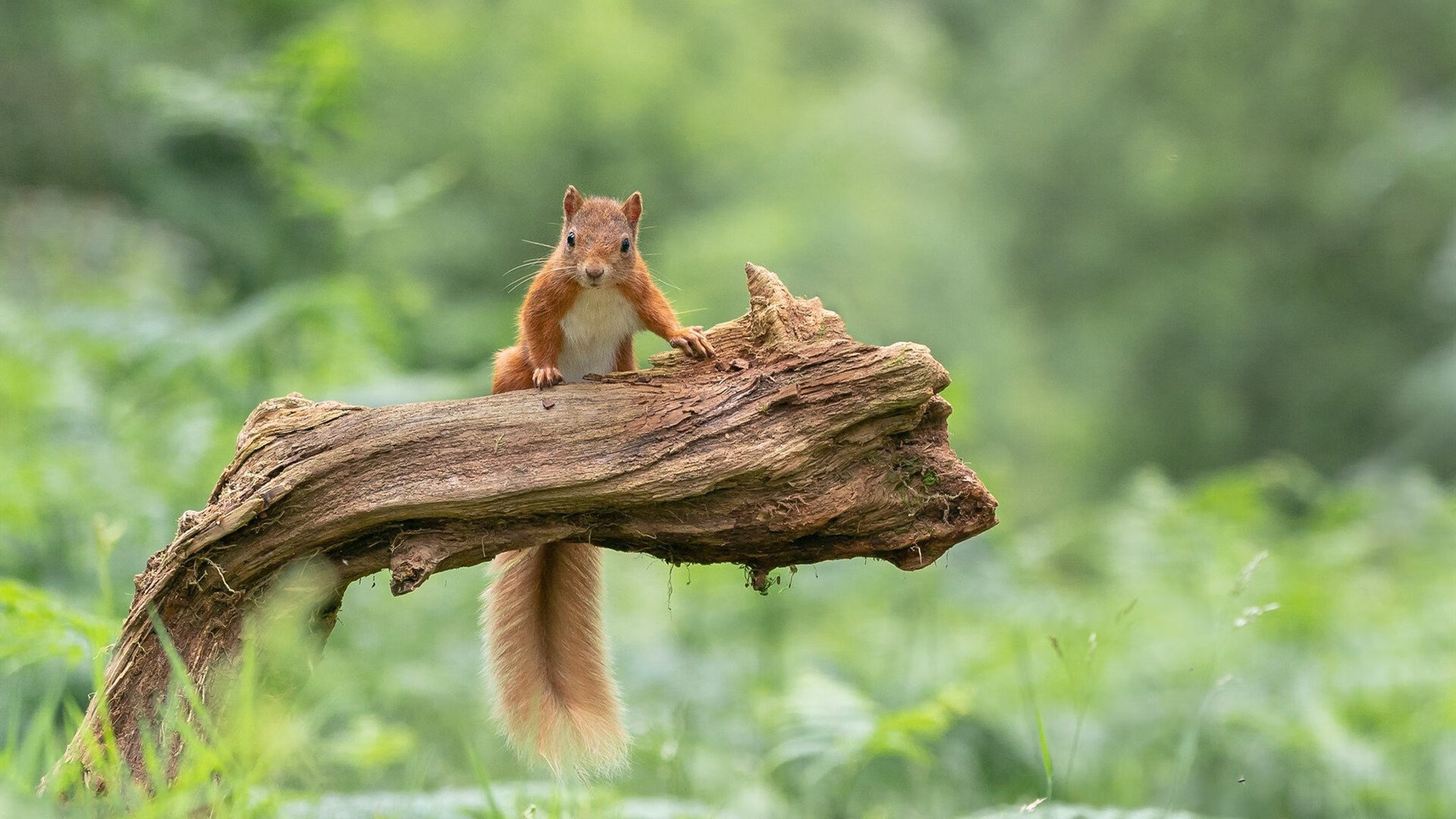 库里跨洋助阵！吉林队对阵步行者队分析，持续杀伤力如何改变比赛