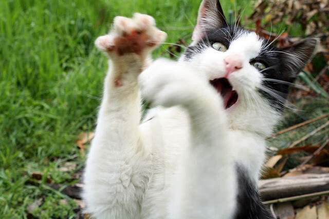 关键先生！切特末节20分接管生死战，森林狼掀翻太阳奇迹晋级