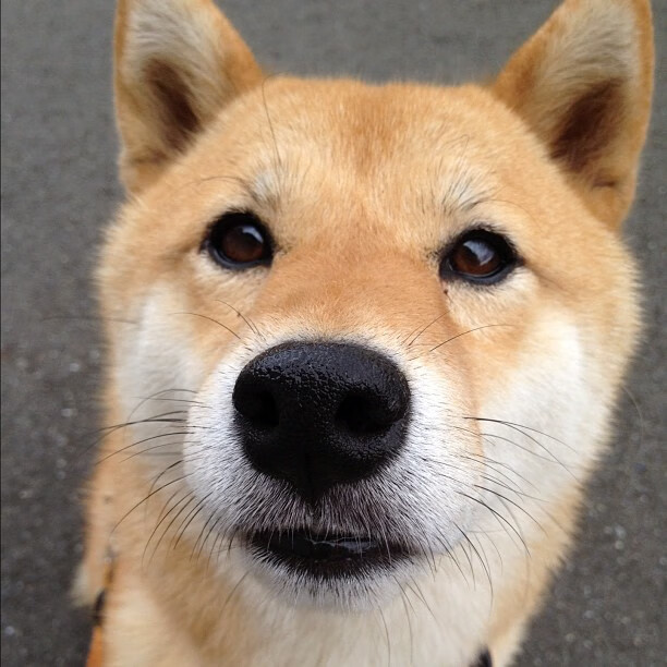 极速与绿茵的交汇，F1年度争冠战与喀麦隆的波兰征程