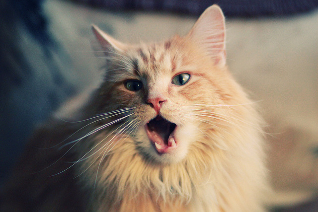 破晓之战，北京队正面击溃国王，西亚卡姆化身关键先生定乾坤