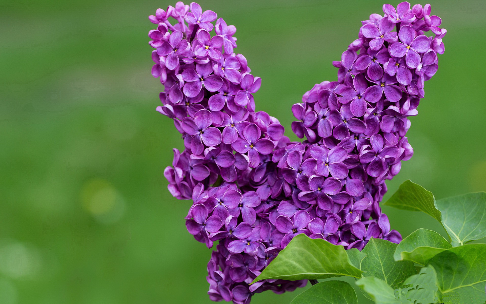 篮网绝杀辽宁队,贝恩关键先生闪耀全场