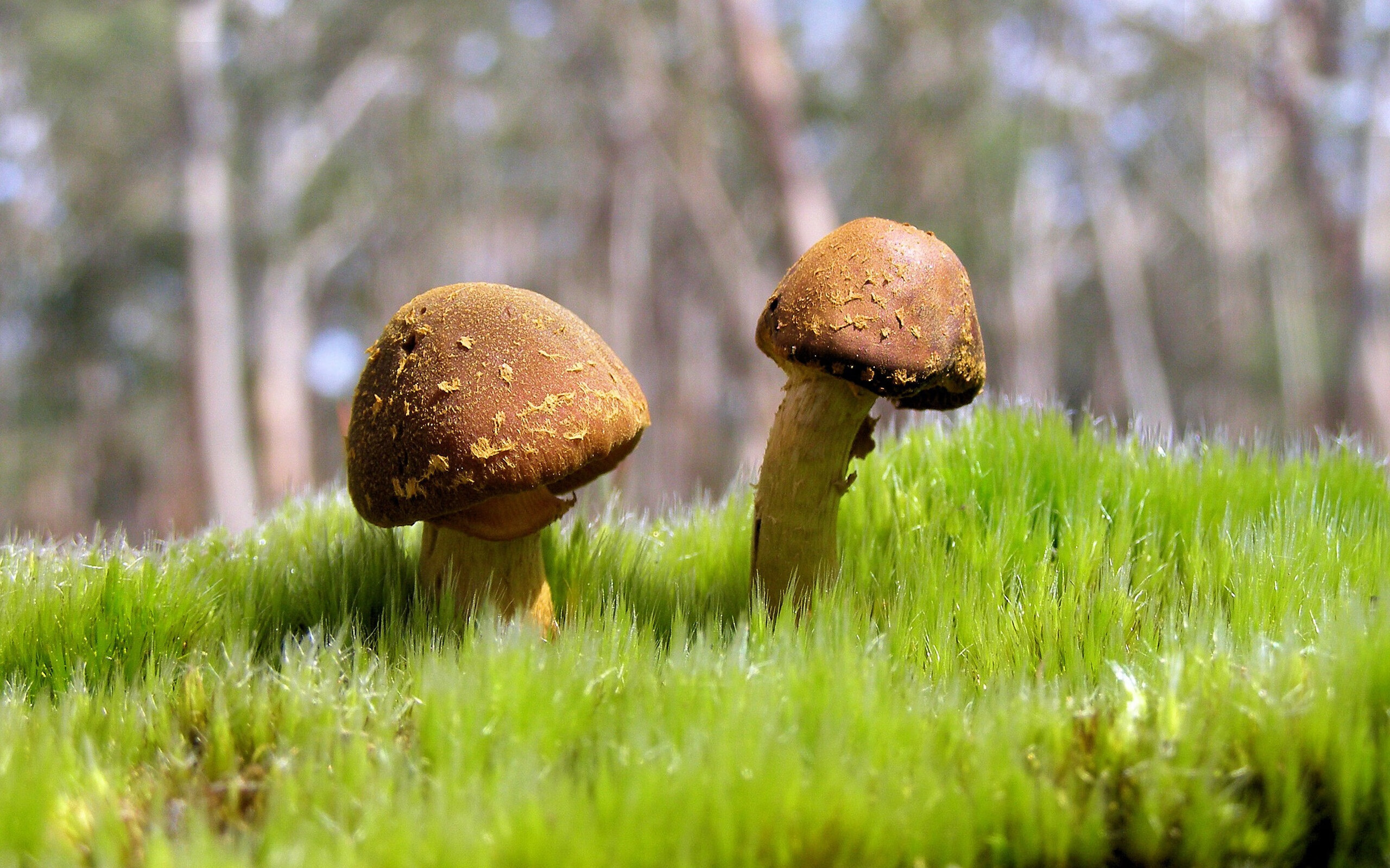 2026世界杯焦点战，曼联群星掀起进攻风暴，三狮军团一波流带走秘鲁