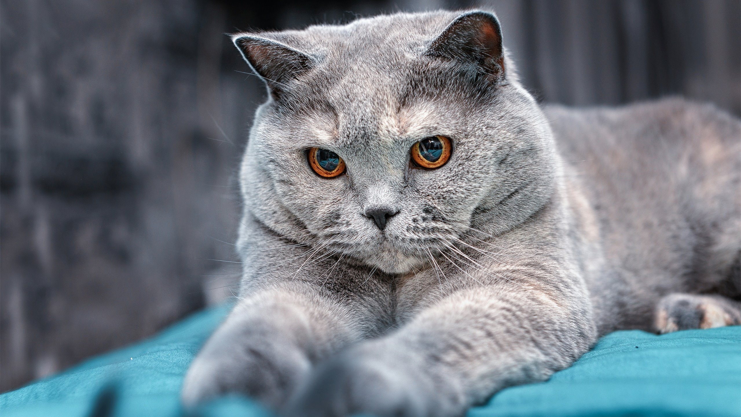 奇迹无界，从威斯特法伦的逆转圣歌到篮球圣殿的接管之战—论平行时空中永不熄灭的体育圣火