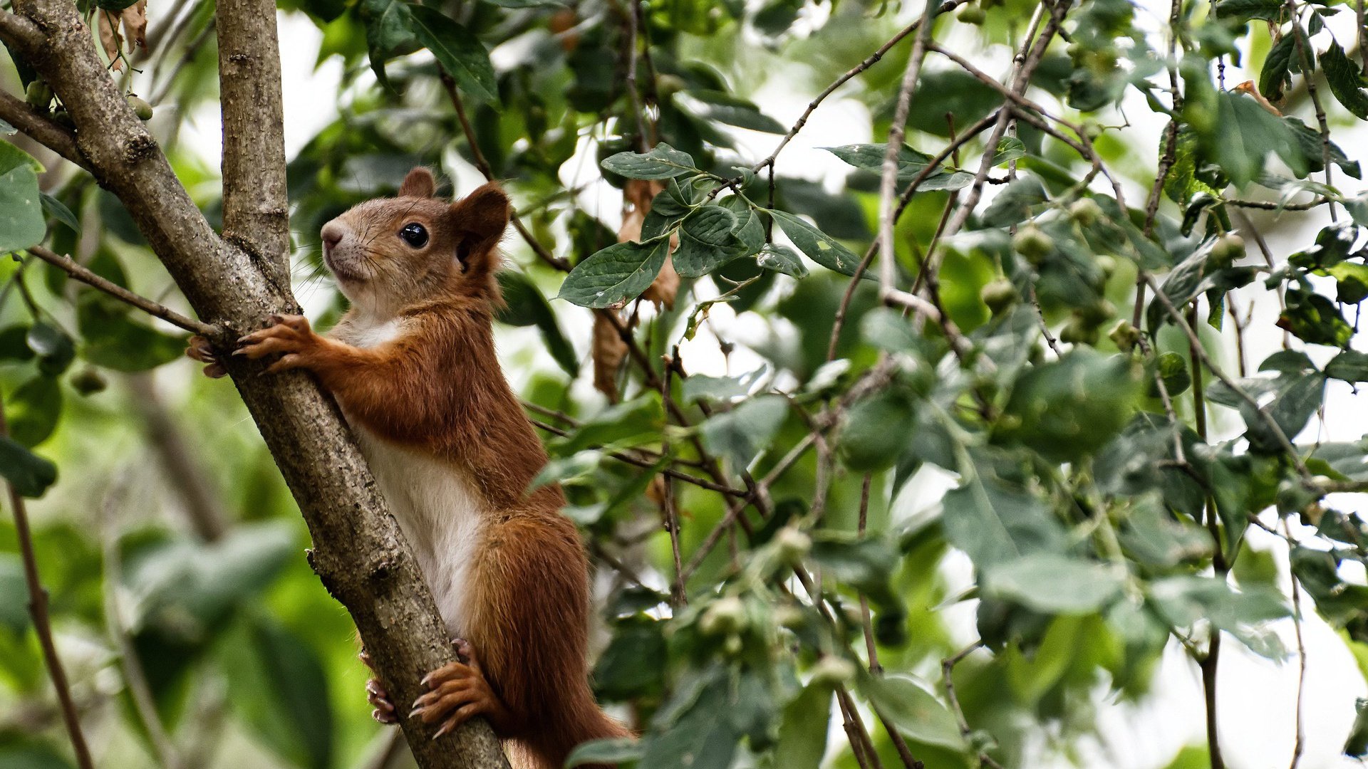 历史的回响，2026世界杯，丹麦重演神话，坎塞洛一己之力改写命运